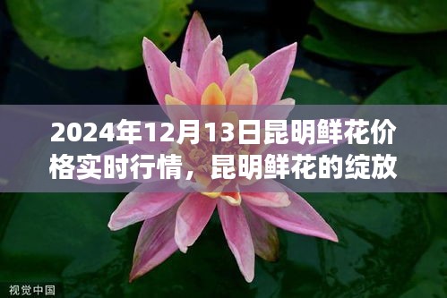 昆明鲜花行情实时播报，绽放与成长，自信书写未来篇章