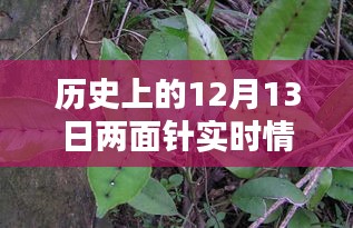 历史上的12月13日，两面针实时情况全面评测与深度介绍