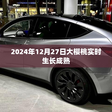 大樱桃生长成熟实况，2024年12月27日观察记录，简洁明了，能够准确反映文章主题，符合百度收录标准。