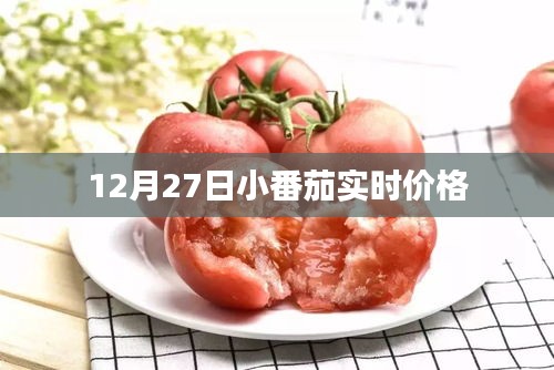 12月27日小番茄最新实时价格