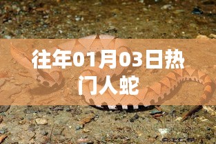 历年元旦后热门话题，人蛇情缘