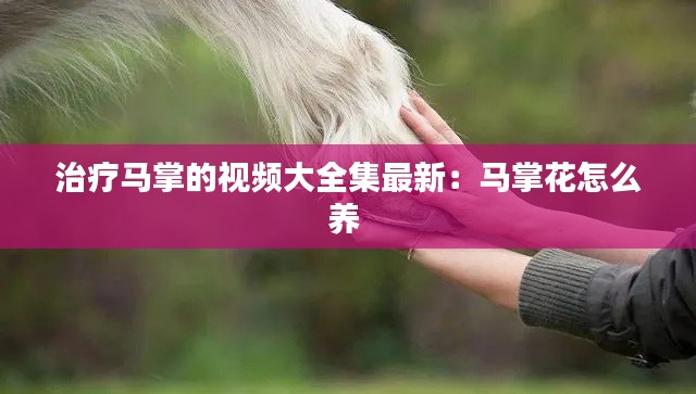 治疗马掌的视频大全集最新：马掌花怎么养 