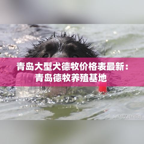 青岛大型犬德牧价格表最新：青岛德牧养殖基地 