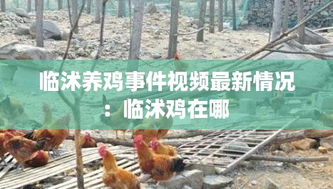 临沭养鸡事件视频最新情况：临沭鸡在哪 