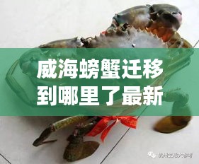 威海螃蟹迁移到哪里了最新消息：威海螃蟹现在多少钱一斤 
