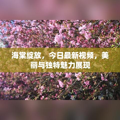 海棠绽放，今日最新视频，美丽与独特魅力展现