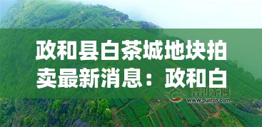 政和县白茶城地块拍卖最新消息：政和白茶小镇图片 