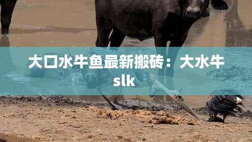 大口水牛鱼最新搬砖：大水牛slk 
