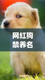 网红狗禁养名单最新版：网红犬将再次被拍卖 