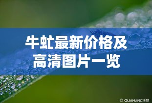 牛虻最新价格及高清图片一览