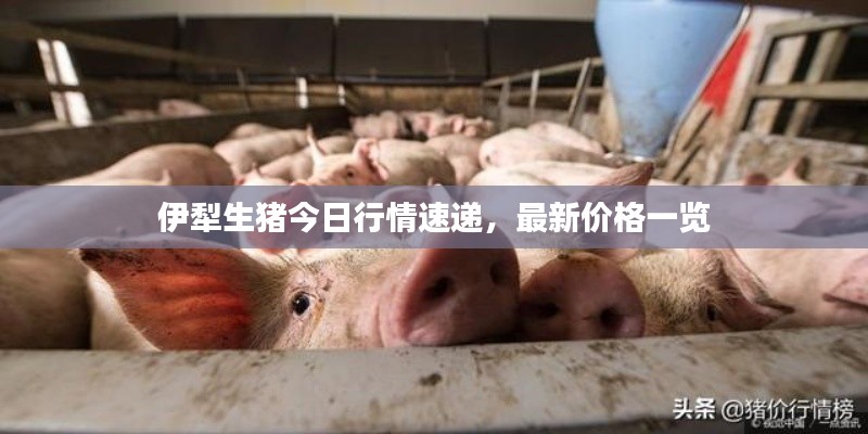 伊犁生猪今日行情速递，最新价格一览