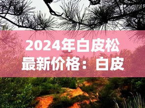 2024年白皮松最新价格：白皮松 未来十年 