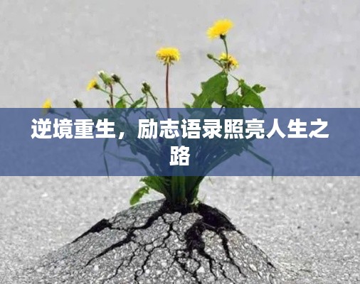 逆境重生，励志语录照亮人生之路