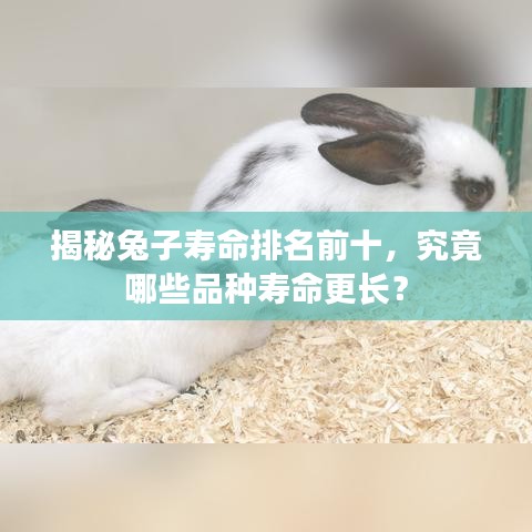 揭秘兔子寿命排名前十，究竟哪些品种寿命更长？