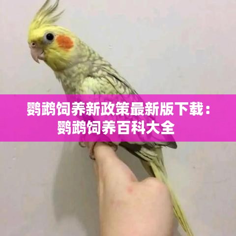 鹦鹉饲养新政策最新版下载：鹦鹉饲养百科大全 