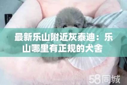 最新乐山附近灰泰迪：乐山哪里有正规的犬舍 