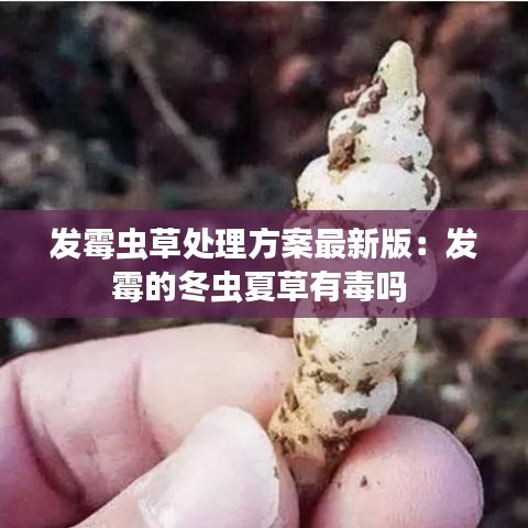 发霉虫草处理方案最新版：发霉的冬虫夏草有毒吗 