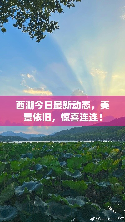 西湖今日最新动态，美景依旧，惊喜连连！