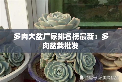 多肉大盆厂家排名榜最新：多肉盆栽批发 