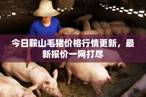 今日鞍山毛猪价格行情更新，最新报价一网打尽
