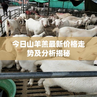 今日山羊羔最新价格走势及分析揭秘