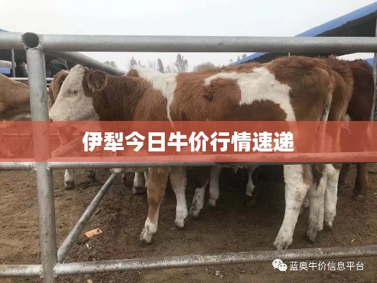 伊犁今日牛价行情速递