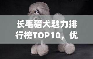 长毛猎犬魅力排行榜TOP10，优雅猎手的独特魅力解析