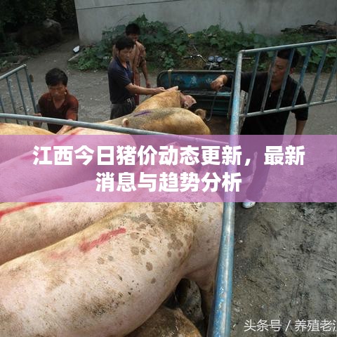 江西今日猪价动态更新，最新消息与趋势分析