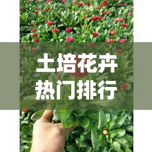 土培花卉热门排行榜TOP10，你养对了吗？