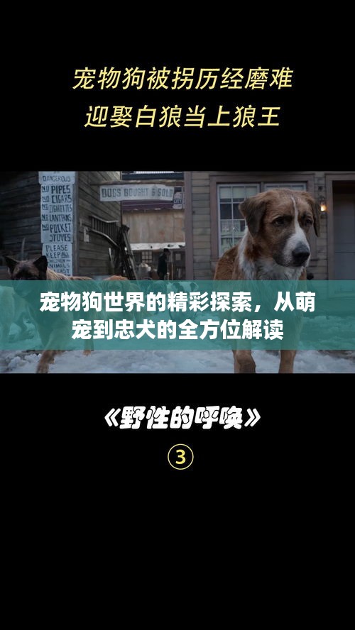 宠物狗世界的精彩探索，从萌宠到忠犬的全方位解读