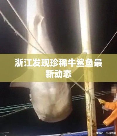 浙江发现珍稀牛鲨鱼最新动态