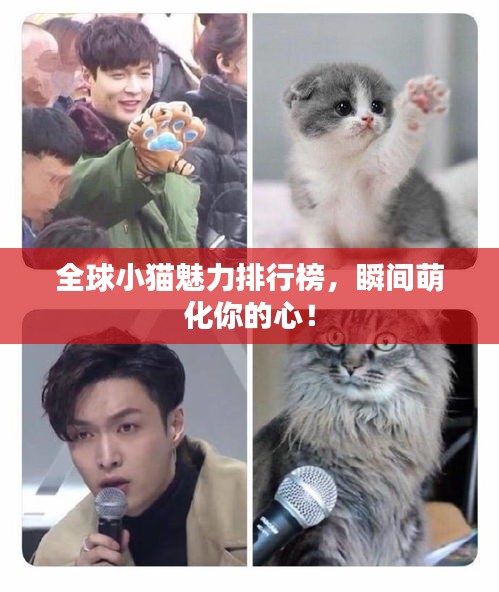 全球小猫魅力排行榜，瞬间萌化你的心！