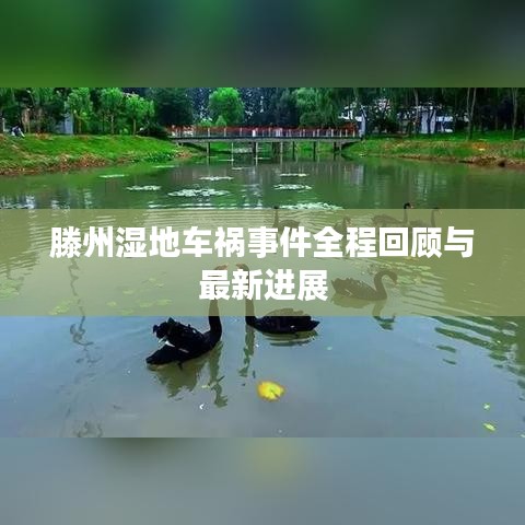 滕州湿地车祸事件全程回顾与最新进展