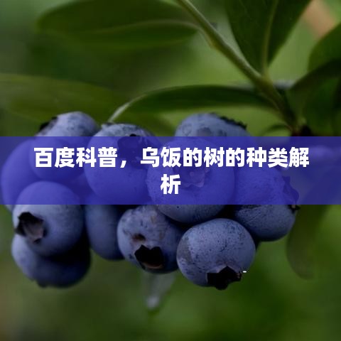 百度科普，乌饭的树的种类解析