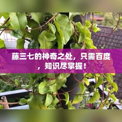 藤三七的神奇之处，只需百度，知识尽掌握！