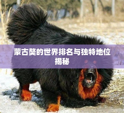 蒙古獒的世界排名与独特地位揭秘