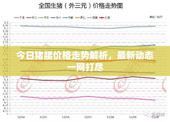 今日猪腰价格走势解析，最新动态一网打尽