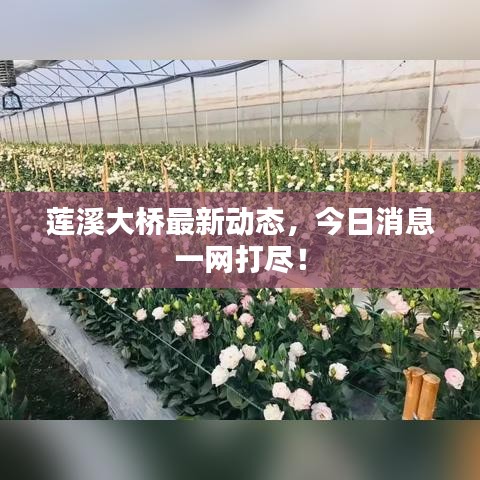 莲溪大桥最新动态，今日消息一网打尽！