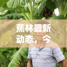 蕉林最新动态，今日消息速递