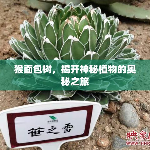 猴面包树，揭开神秘植物的奥秘之旅