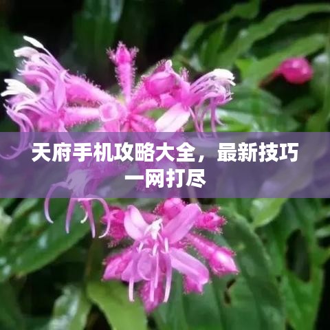 天府手机攻略大全，最新技巧一网打尽