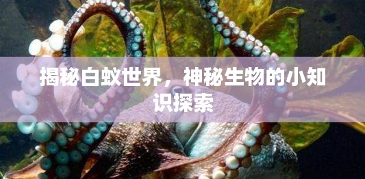 揭秘白蚁世界，神秘生物的小知识探索