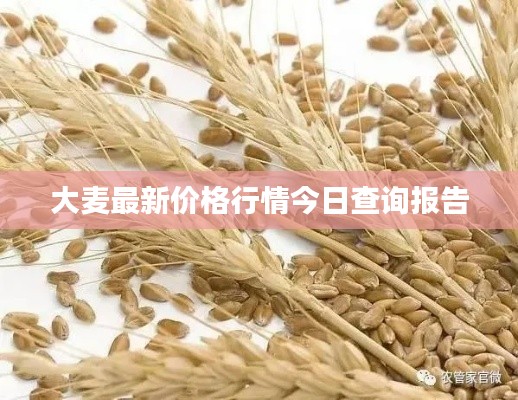 大麦最新价格行情今日查询报告