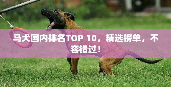 马犬国内排名TOP 10，精选榜单，不容错过！