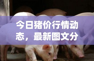 今日猪价行情动态，最新图文分析解读