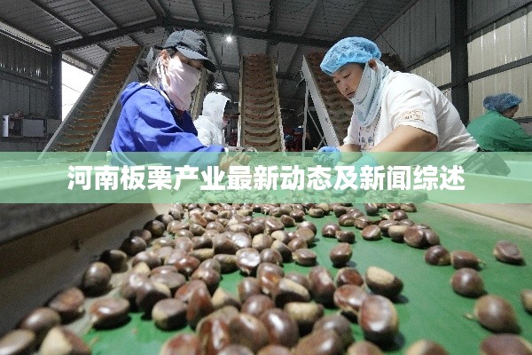河南板栗产业最新动态及新闻综述