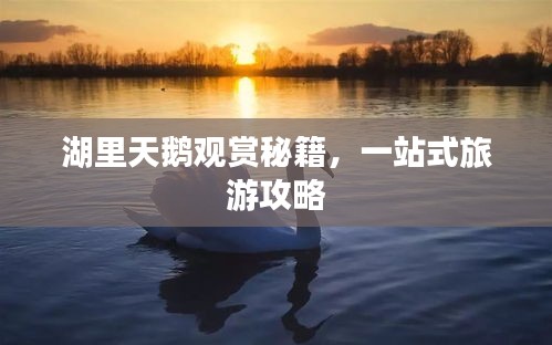 湖里天鹅观赏秘籍，一站式旅游攻略