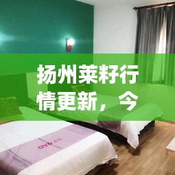 扬州莱籽行情更新，今日市场动态一览