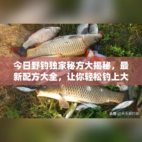 今日野钓独家秘方大揭秘，最新配方大全，让你轻松钓上大鱼！
