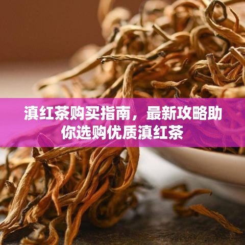 滇红茶购买指南，最新攻略助你选购优质滇红茶